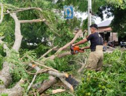 Pohon Tumbang di Gani Sempat Macetkan Arus Lalu Lintas