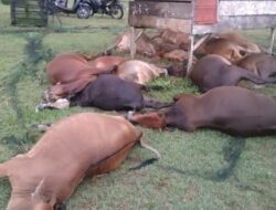 Belasan Ekor Sapi di Aceh Jaya Mati Disambar Petir
