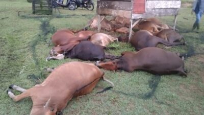 Belasan Ekor Sapi di Aceh Jaya Mati Disambar Petir