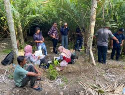 Tingkatkan Ekonomi Masyarakat, Salak Sabang Dikembangkan dengan Pembibitan