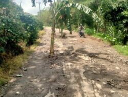 Akses Utama Rusak Parah, Masyarakat Ketol Tanam Pohon Atas Badan Jalan