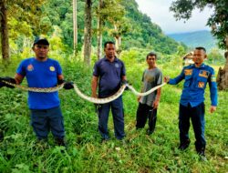 Tim Damkar BPBD Aceh Besar Evakuasi Ular Piton dari Kebun Warga Lhoong