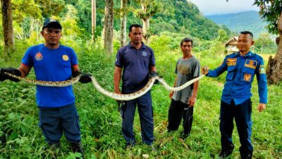 Tim Damkar BPBD Aceh Besar Evakuasi Ular Piton dari Kebun Warga Lhoong