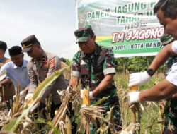 Pgs Pasiter Pimpin Panen Perdana Jagung Program I’M Jagong Tahap III di Ingin Jaya