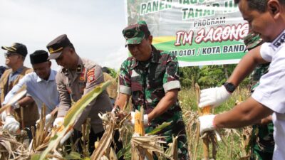 Pgs Pasiter Pimpin Panen Perdana Jagung Program I’M Jagong Tahap III di Ingin Jaya
