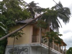 Pohon Tumbang di Darussalam Hantam Gedung Posyandu