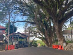 Pohon Tumbang Dibersihkan, Jalan ke Iemeule Sabang Normal Kembali