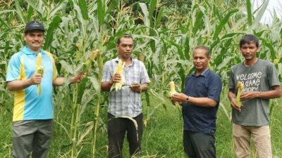 Distan Aceh Besar Panen Jagung Program Tanggap Inflasi di Lambeugak