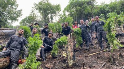 Polres Aceh Selatan Musnahkan Satu Hektar Ladang Ganja di Kluet Timur