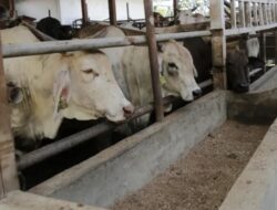 Idul Adha 1445 H, Warga Banda Aceh akan Sembelih 1408 Hewan Kurban