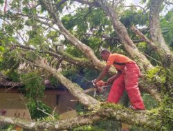 Aceh Besar Dilanda Angin Kencang, Pohon Bertumbangan Timpa Sejumlah Bangunan