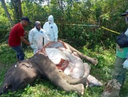 Gajah Liar Ditemukan Mati di Aceh Tengah, BKSDA Lakukan Pembedahan