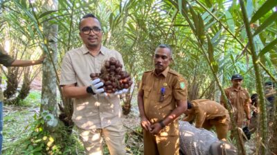 Panen Salak, Pj Wali Kota: Lahan Pertanian Sabang Menjanjikan