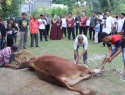 Polda Aceh Sembelih Hewan Qurban, 21 Ekor Sapi Dan 9 Ekor Kambing