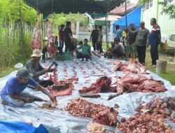 Warga Dusun Mesjid Ujong Blang Sembelih Enam Ekor Sapi Kurban