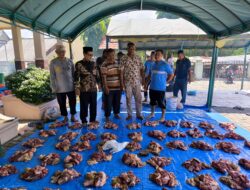Momen Idul Adha 1445 H, Kemenag Sabang Sembelih 10 Ekor Sapi