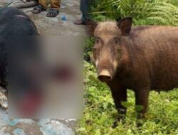 IRT Warga Lampaya Lhoknga Kritis Diseruduk Babi Hutan di Lamlhom