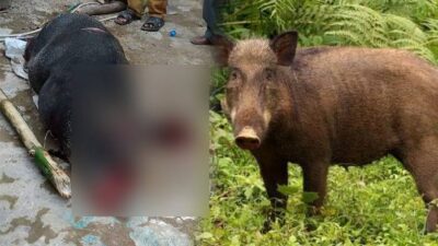 IRT Warga Lampaya Lhoknga Kritis Diseruduk Babi Hutan di Lamlhom