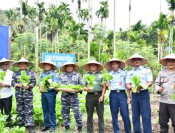 Dukung Program Ketahanan Pangan Nasional, Lanal Sabang Panen Raya Sayur-sayuran