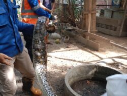 Petugas Damkar BPBD Aceh Besar Tangkap Ular Piton di Ulee Ue Indrapuri