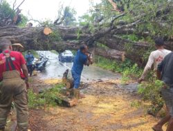 Angin Kencang Tumbangkan Pohon Atas Badan Jalan di Indrapuri