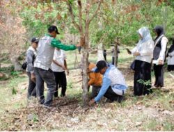 Tanaman Cengkeh di Sabang Diserang Hama Organisme Pengganggu Tumbuhan