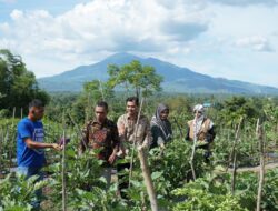 Dinas Pertanian Aceh Besar Panen Terong Kelompok Binaan di Seuneubok