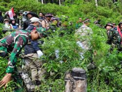 Jelang Peringatan HUT Ke-79 RI, Kodim 0101/KBA dan BNN RI Musnahkan Dua hektar Ladang Ganja di Aceh Besar