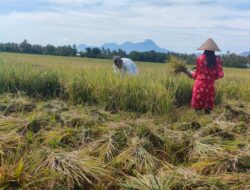 Harga Gabah Kering di Aceh Besar Naik Capai Rp 7000/Kg