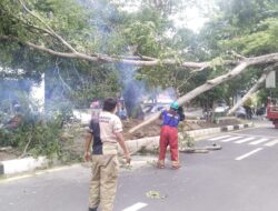 Angin Kencang Tumbangkan Pohon Sejumlah Lokasi di Aceh Besar 