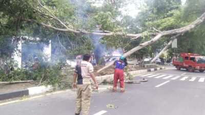 Angin Kencang Tumbangkan Pohon Sejumlah Lokasi di Aceh Besar 