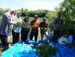 Distan Aceh Besar Gencar Tekan Laju inflasi Daerah