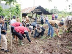 Penanaman Padi Gogo, Upaya Ketahanan Pangan di Sabang