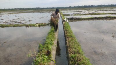 Petani Simpang Tiga Mulai Tahapan Tanam Rendeng Tahun 2024