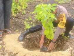 Tingkatkan Ketahanan Pangan, Gampong Ujung Kareung Tanam 50 Bibit Alpukat
