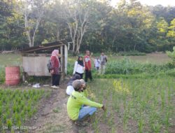 Penyaluran Bibit Padi Gogo Dukung Ketahanan Pangan di Sabang