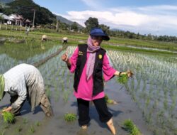 PPL Aceh Besar Terjun Langsung Tanam Padi Perdana Bersama Petani di Simpang Tiga