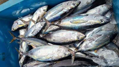 Musim Hujan, Stok dan Harga Ikan Stabil di Kota Sabang