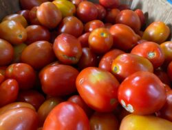 Harga Tomat dan Bawang Merah di Kota Sabang Naik, Masyarakat Mengeluh
