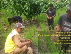 Dua Lokasi Tanaman Padi Gogo di Kota Sabang Diserang Hama
