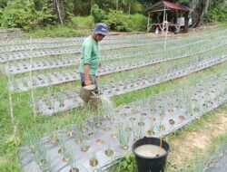 Petani di Kota Lhokseumawe Keluhkan Lonjakan Harga Sembako