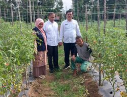 Kendalikan Inflasi, Dinas Pertanian Aceh Besar Dorong Budidaya Tomat dan Cabai