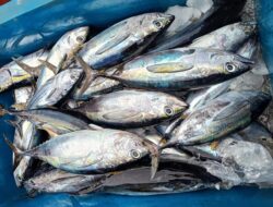 Harga Ikan di Kota Sabang Naik Signifikan, Ikan Tuna Jadi Primadona