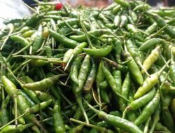 Libur Nataru, Harga Cabai dan Bawang Merah di Sabang Naik