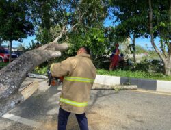 Pohon Tumbang Bentang Jalan ke Bandara SIM, Arus Lalu Lintas Sempat Macet 30 Menit