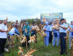 Jaga Ketahanan Pangan, Pj Bupati Iswanto Panen Jagung Dilahan Milik Lanud SIM