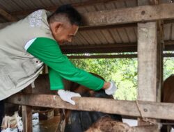 Antisipasi Penyebaran PMK, 60 Ekor Ternak di Blang Bintang Divaksin