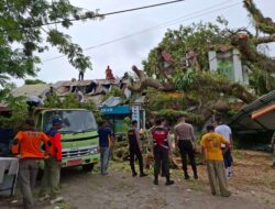 Dua Tahun Terakhir, Bencana Alam Pohon Tumbang Meningkat di Sabang