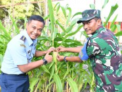 Lanud Maimun Saleh Sukses Panen Ragam Sayuran di Kebun Barokah