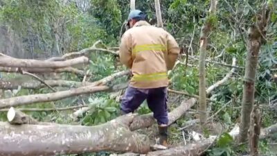 BPBD Aceh Besar Bersihkan Pohon Tumbang Timpa Kabel Listrik di Saree